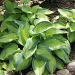 Hosta Tardiana-Gr. 'June' Blåfunkia