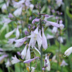 Hosta sieboldiana Daggfunkia