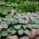 Hosta sieboldiana Daggfunkia