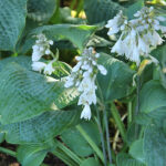 Hosta sieboldiana 'Elegans' Daggfunkia