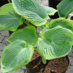 Hosta sieboldiana 'Frances Williams' Daggfunkia
