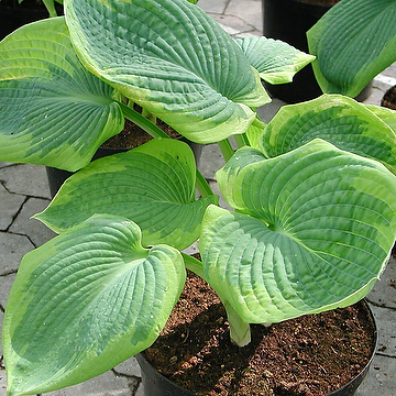 Hosta sieboldiana 'Frances Williams' Daggfunkia