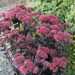 Hylotelephium 'Chocolate Drop' 2L Kärleksört