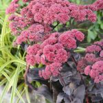 Hylotelephium 'Chocolate Drop' 2L Kärleksört