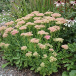 Hylotelephium 'Herbstfreude' Kärleksört