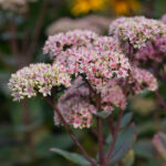 Hylotelephium 'Matrona' Kärleksört