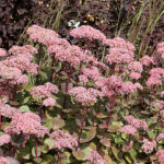 Hylotelephium 'Matrona' Kärleksört