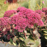 Hylotelephium 'Thunderhead' Kärleksört