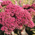 Hylotelephium 'Thunderhead' Kärleksört