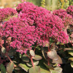 Hylotelephium 'Thunderhead' Kärleksört