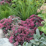 Hylotelephium cauticola Liten kärleksört