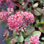 Hylotelephium ewersii Mongoliskt fetblad