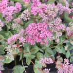 Hylotelephium ewersii Mongoliskt fetblad