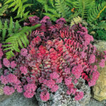 Hylotelephium sieboldii Japansk kärleksört