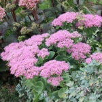 Hylotelephium spectabile 'Brilliant' Kinesisk kärleksört