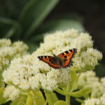 Hylotelephium spectabile 'Stardust' Kinesisk kärleksört