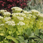 Hylotelephium spectabile 'Stardust' Kinesisk kärleksört