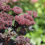 Hylotelephium telephium BLACK KNIGHT 'Dolseb' Kärleksört