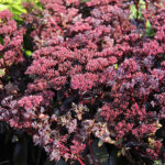 Hylotelephium telephium BLACK KNIGHT 'Dolseb' Kärleksört