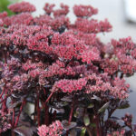 Hylotelephium telephium BLACK KNIGHT 'Dolseb' Kärleksört