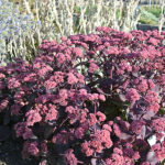 Hylotelphium telephium Atropurpureum-Gr. 'Xenox' 2L Kärleksört