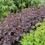 Hylotelphium telephium Atropurpureum-Gr. 'Xenox' 2L Kärleksört