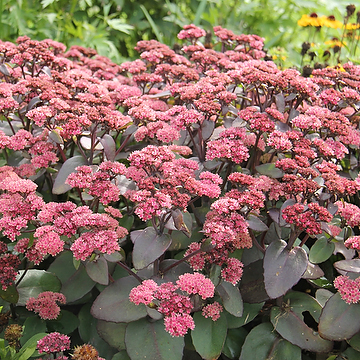 Hylotelphium telephium Atropurpureum-Gr. 'Xenox' 2L Kärleksört