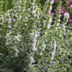 Hyssopus officinalis 'Albus' Isop