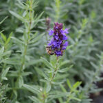 Hyssopus officinalis Isop