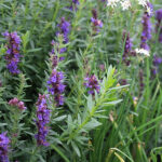 Hyssopus officinalis Isop