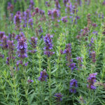 Hyssopus officinalis Isop
