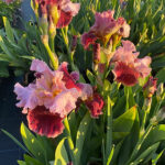 Iris Germanica-Gr. 'Cranberry Swirl' Trädgårdsiris