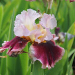 Iris Germanica-Gr. 'Cranberry Swirl' Trädgårdsiris