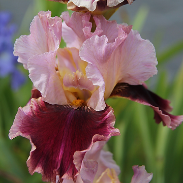 Iris Germanica-Gr. 'Cranberry Swirl' Trädgårdsiris