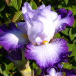 Iris Germanica-Gr. 'Pastel Printanier' Trädgårdsiris