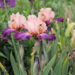 Iris Germanica-Gr. 'Rose de Perse' Trädgårdsiris