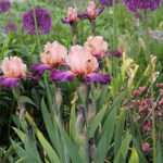 Iris Germanica-Gr. 'Rose de Perse' Trädgårdsiris