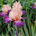 Iris Germanica-Gr. 'Rose de Perse' Trädgårdsiris