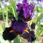 Iris Germanica-Gr. 'Sharp Dressed Man' Trädgårdsiris