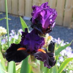 Iris Germanica-Gr. 'Sharp Dressed Man' Trädgårdsiris