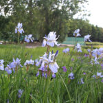 Iris Sibirica-Gr. 'Blue King' Rabattiris