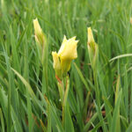 Iris Sibirica-Gr. 'Butter and Sugar' Rabattiris