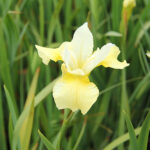 Iris Sibirica-Gr. 'Butter and Sugar' Rabattiris