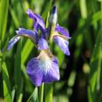 Iris Sibirica-Gr. 'Caesar's Brother' Rabattiris