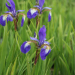 Iris Sibirica-Gr. 'Caesar's Brother' Rabattiris