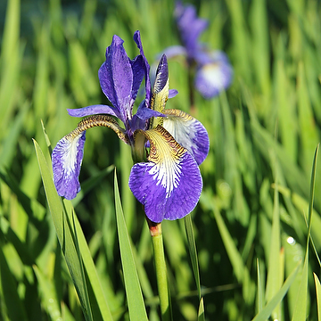 Iris Sibirica-Gr. 'Caesar's Brother' Rabattiris
