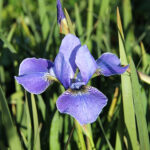 Iris Sibirica-Gr. 'Silver Edge' Rabattiris