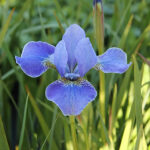 Iris Sibirica-Gr. 'Silver Edge' Rabattiris