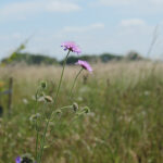 Knautia arvensis Åkervädd