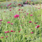 Knautia macedonica Grekisk vädd